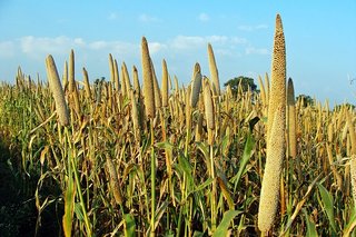 Superfoods of 2015 millets