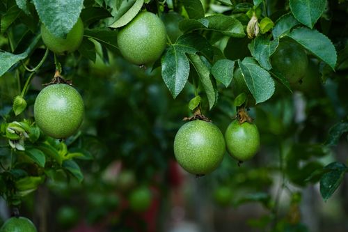 Passion fruit plant