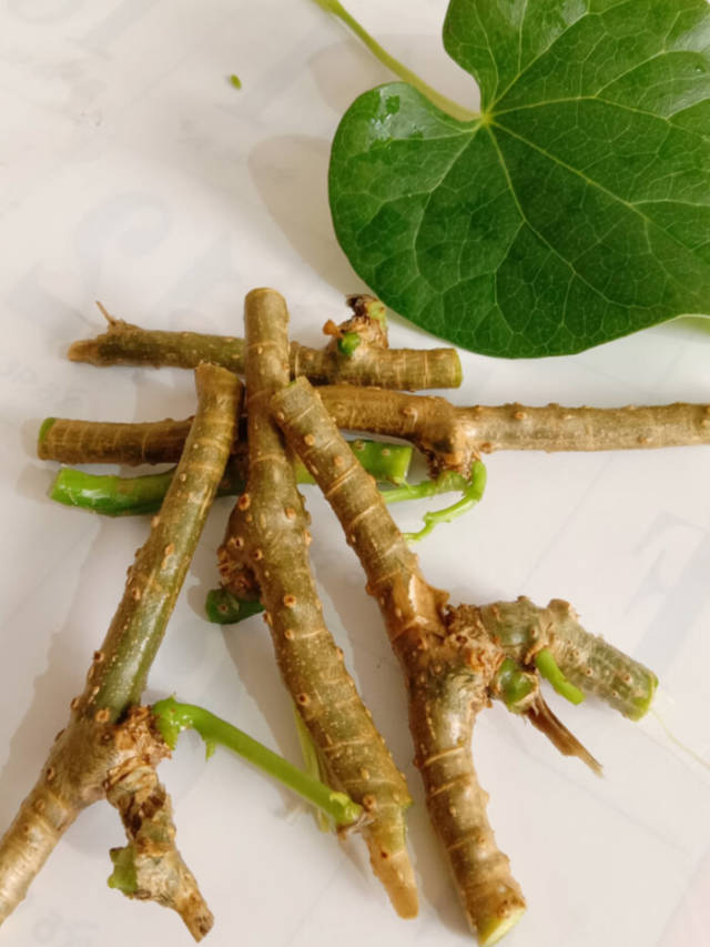 11 Amazing Benefits of Giloy