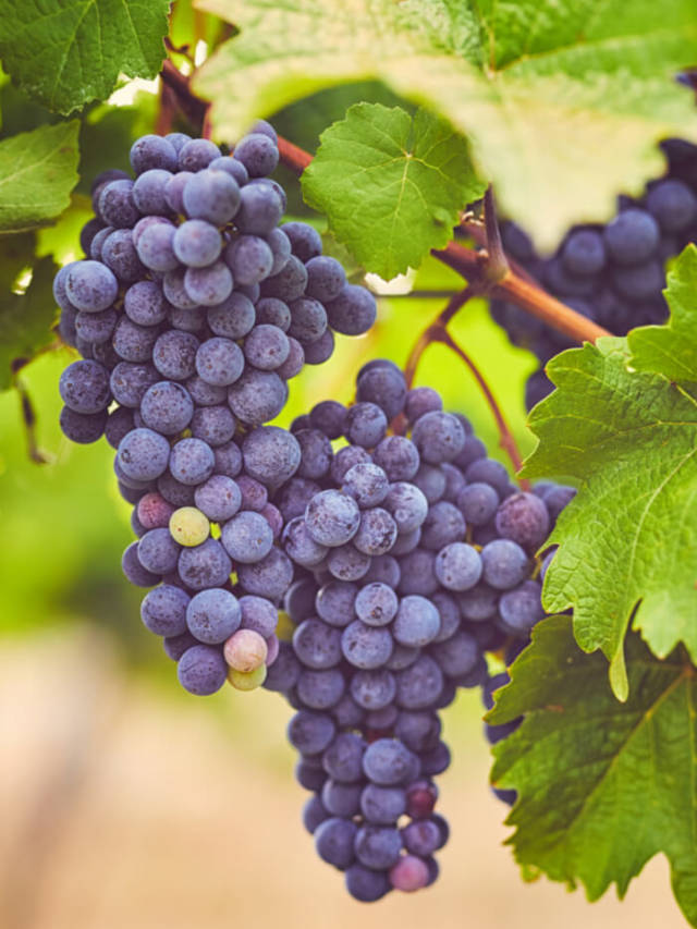 Top 7 Health Benefits of Eating Grapes