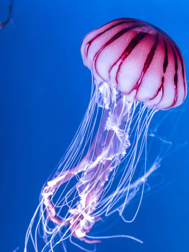 7 Proven Health Benefits of Jellyfish