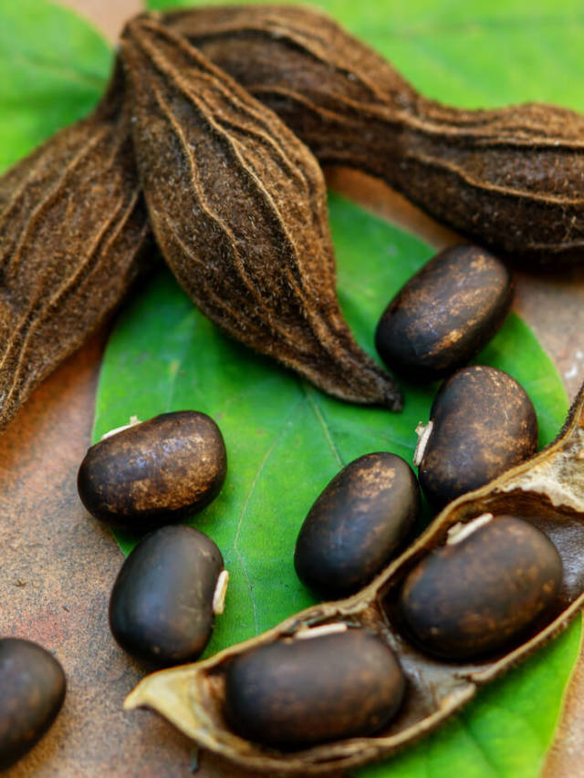 9 Potential Health Benefits of Velvet Bean
