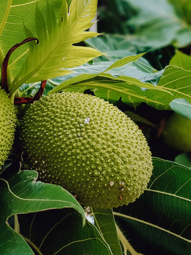 11 Health Benefits of Breadfruit