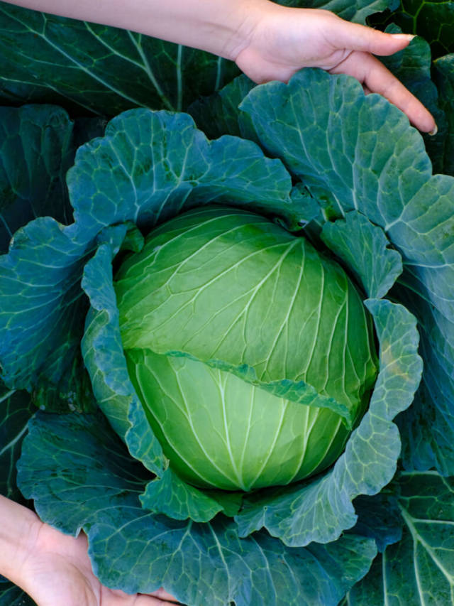 Top 7 Health Benefits of Cabbage