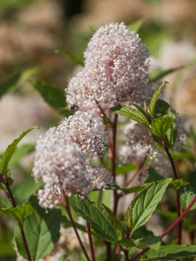 7 Health Benefits of Red Root
