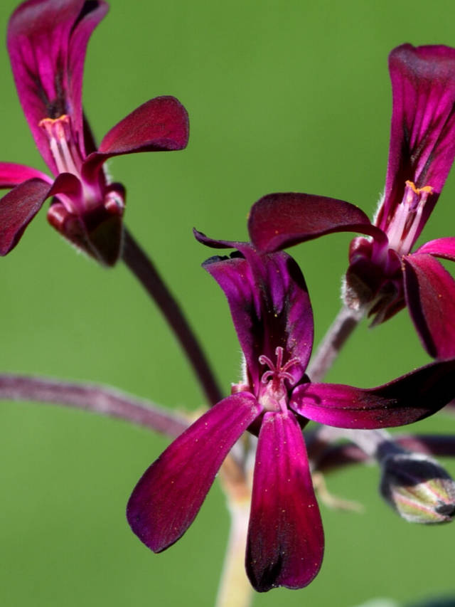 7 Benefits of Pelargonium Sidoides