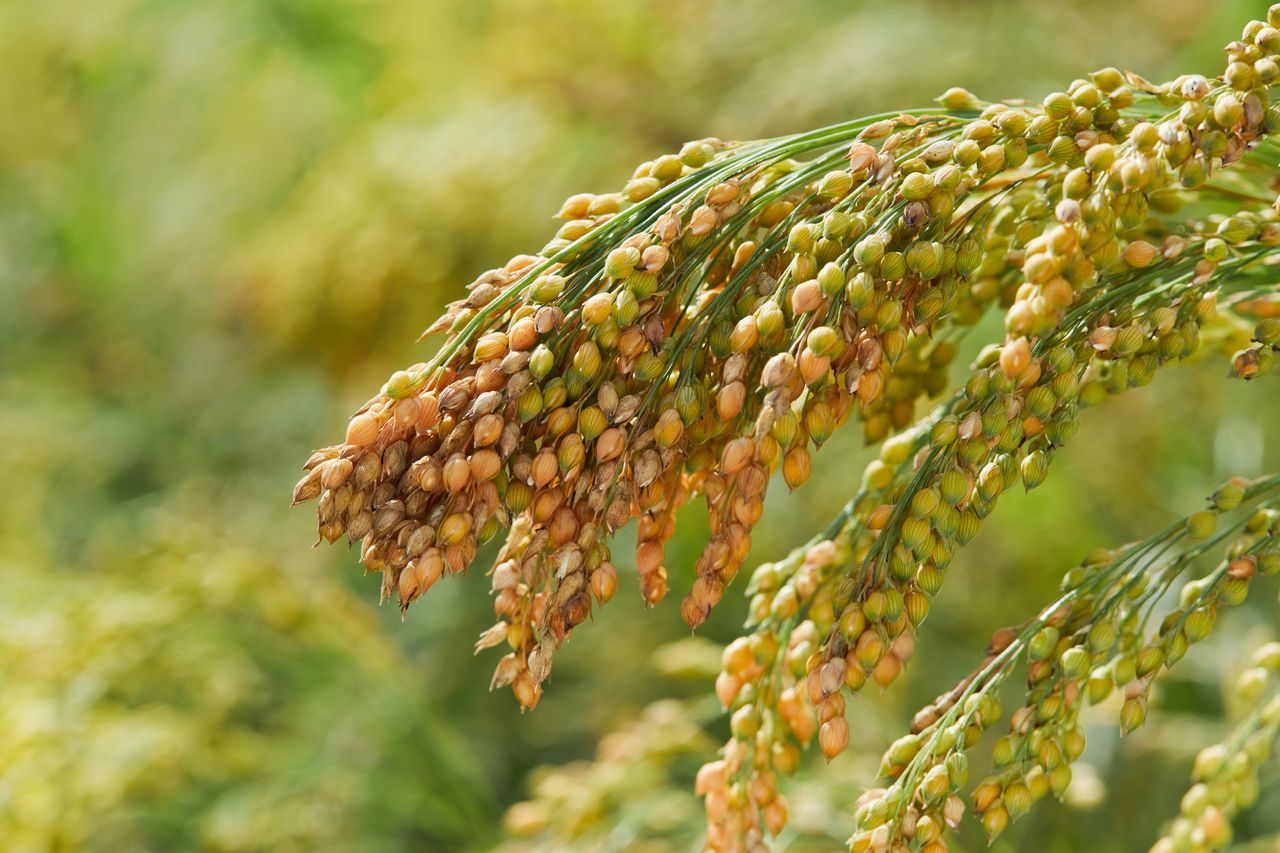 Millet: Is It Better than Rice for Your Child’s Growth?