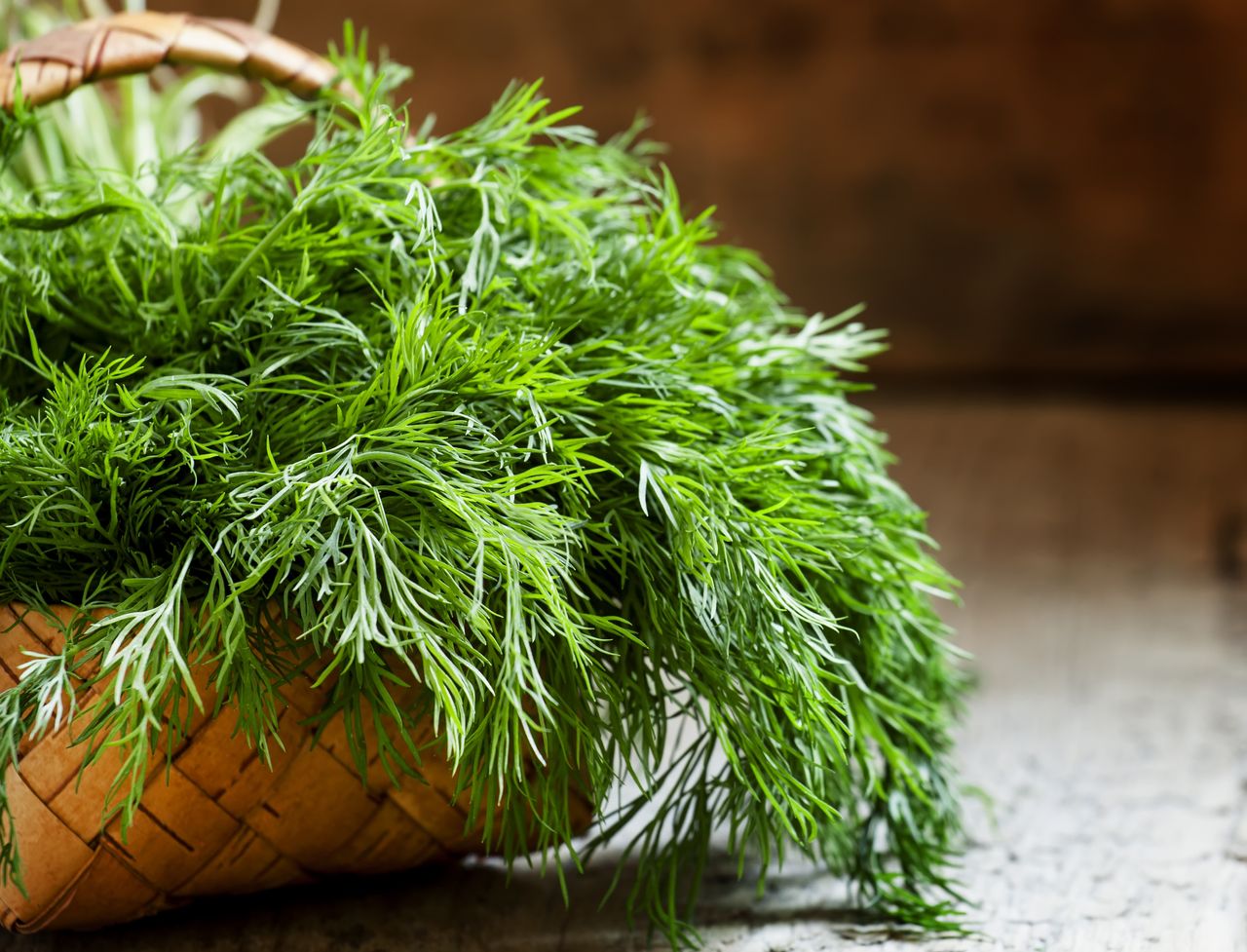 Dill and Its Immense Health Benefits