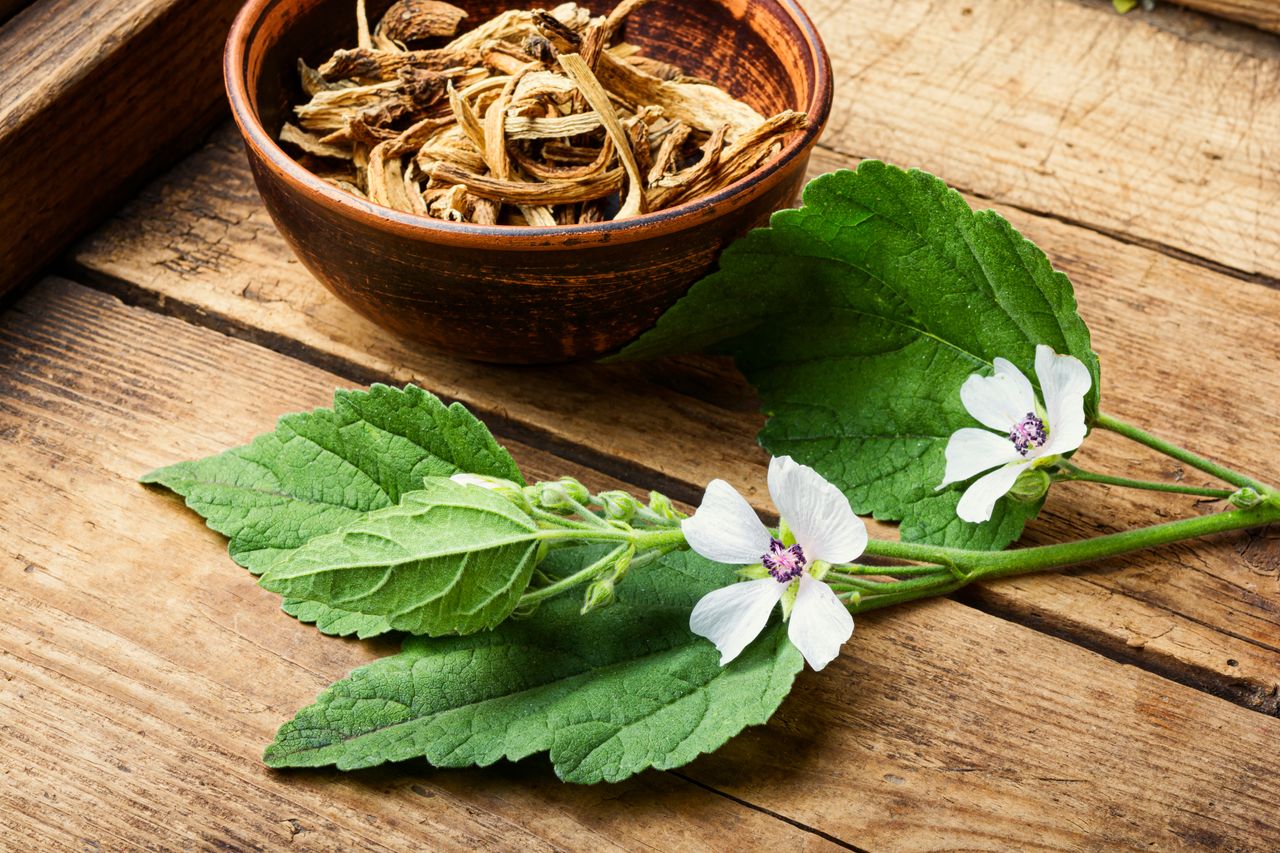 Marshmallow Plant – Benefits and Precautions
