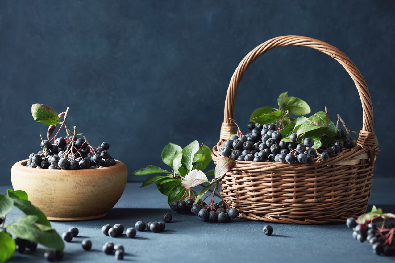 Aronia Berry – The Antioxidant-Rich Berry Full of Benefits