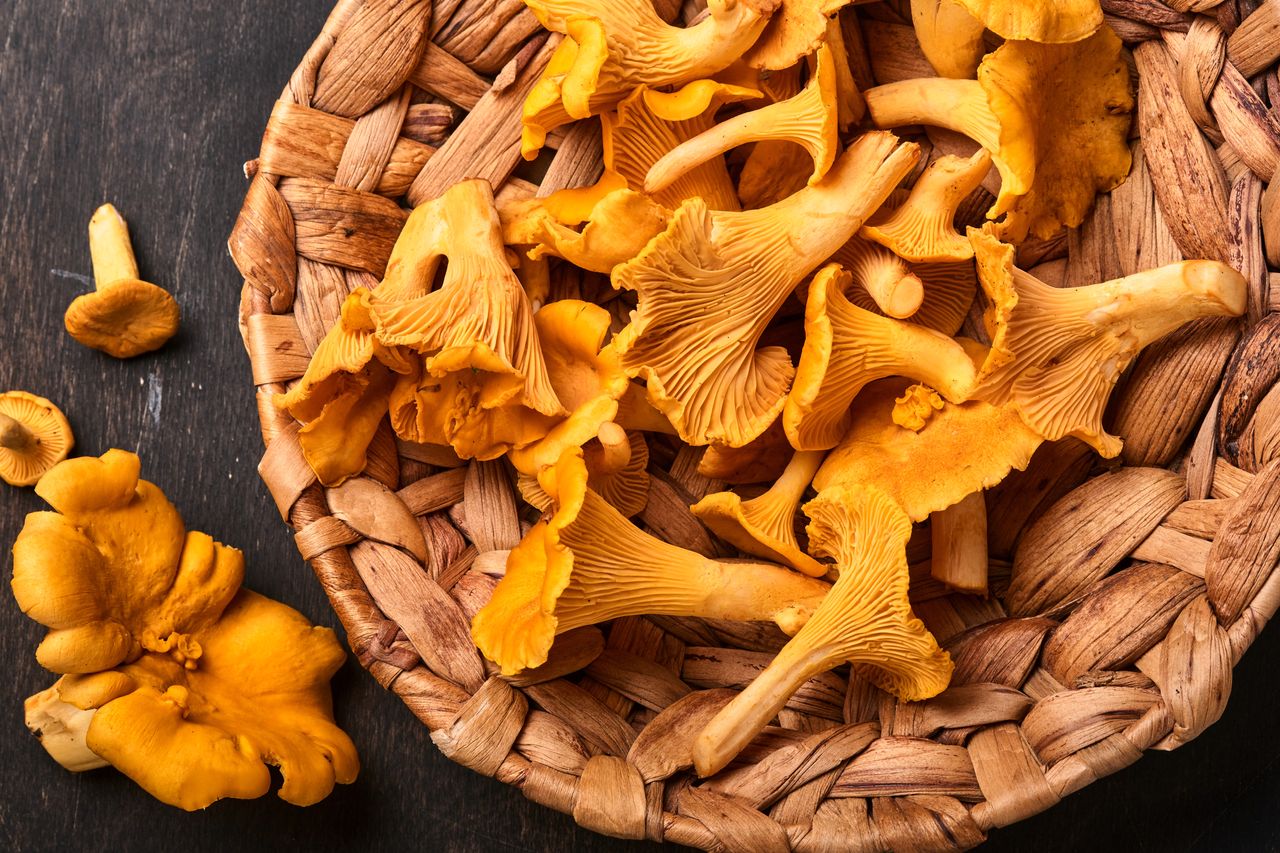 Chanterelle Mushroom: The Wild and Edible Mushroom