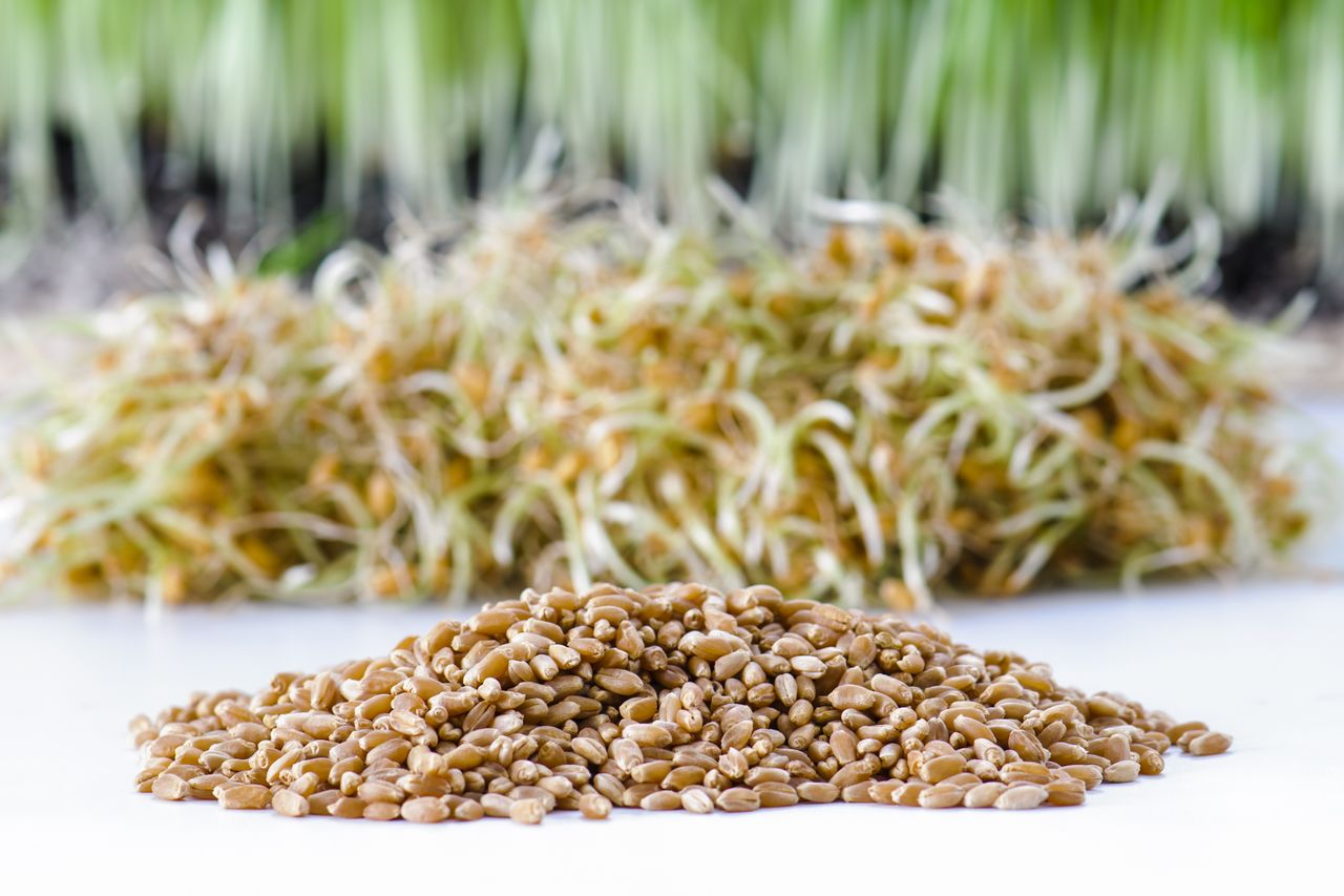 Wheat Berries – A Whole Grain To Keep You Healthy