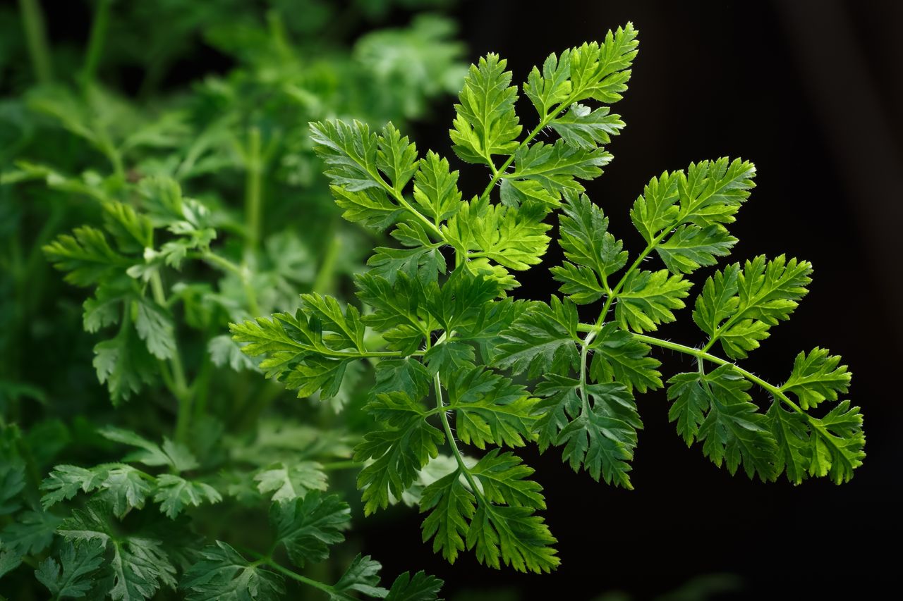 Chervil – The Medicinal Herb for a Healthy Body