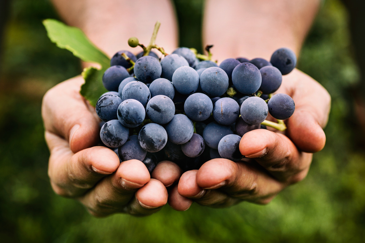 Black Grapes for Diabetes – Healthy or Risky?