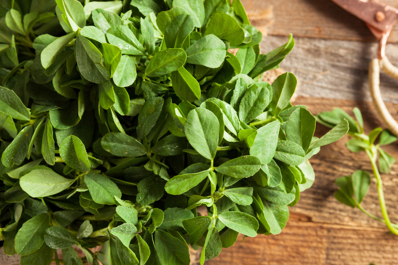 Fenugreek for Diabetes Patients – An Expert’s Advise