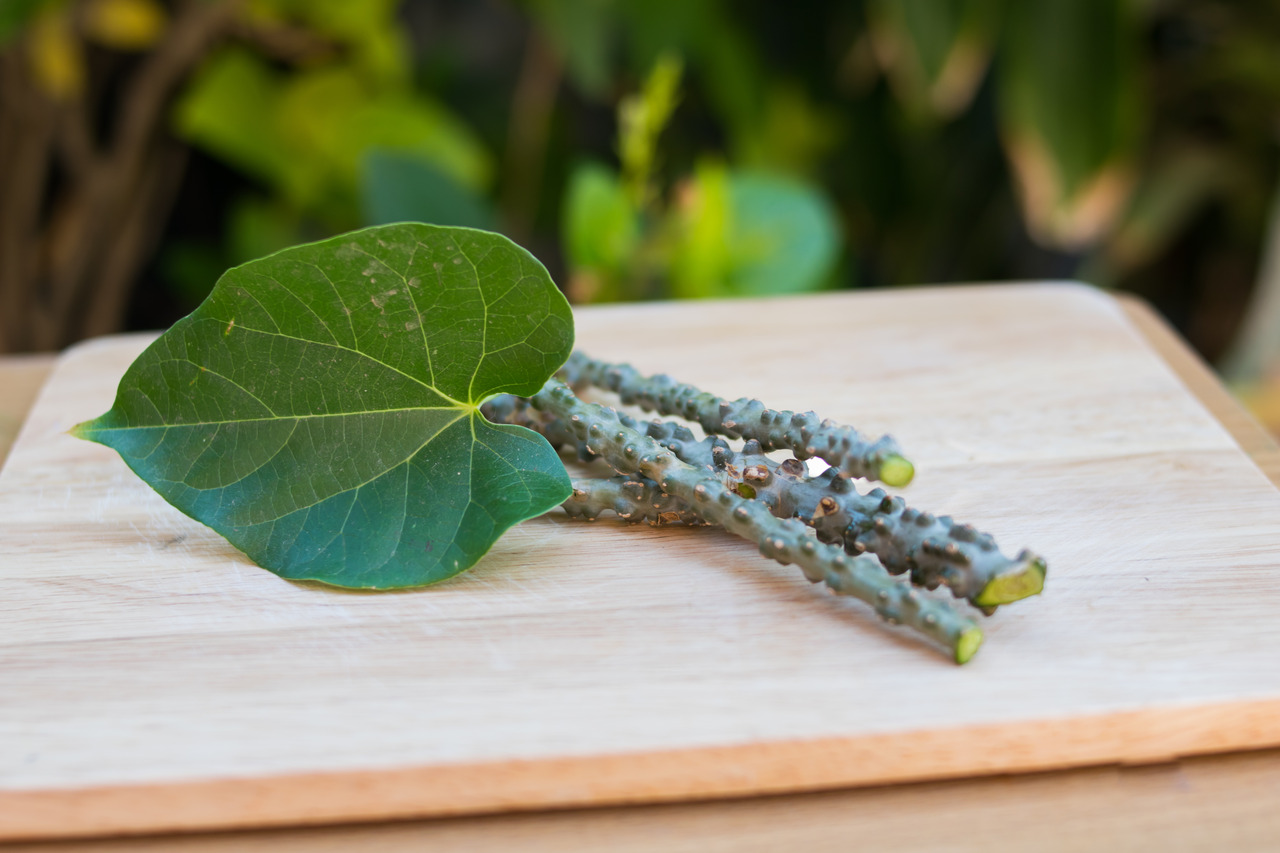 Giloy For Diabetes – An Ayurvedic Remedy